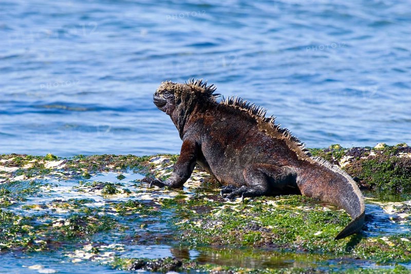 Galapagos Sea Lizard