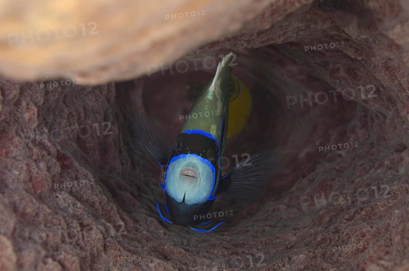 Adult emperor angelfish