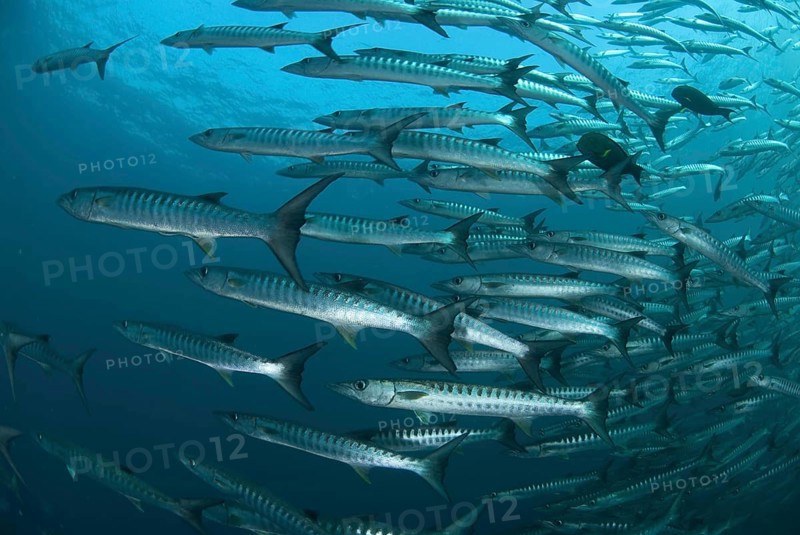 Darkfin Barracuda