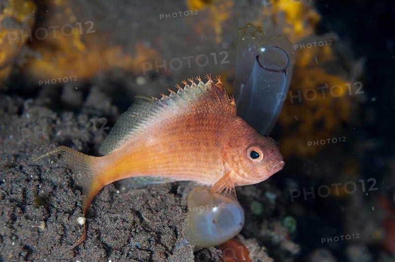 Fork-tailed hawkfish