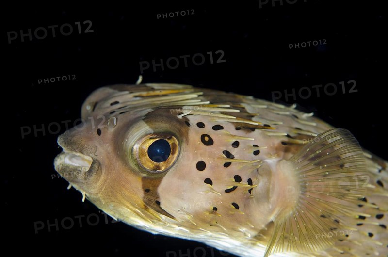 Brown-spotted Porcupinefish