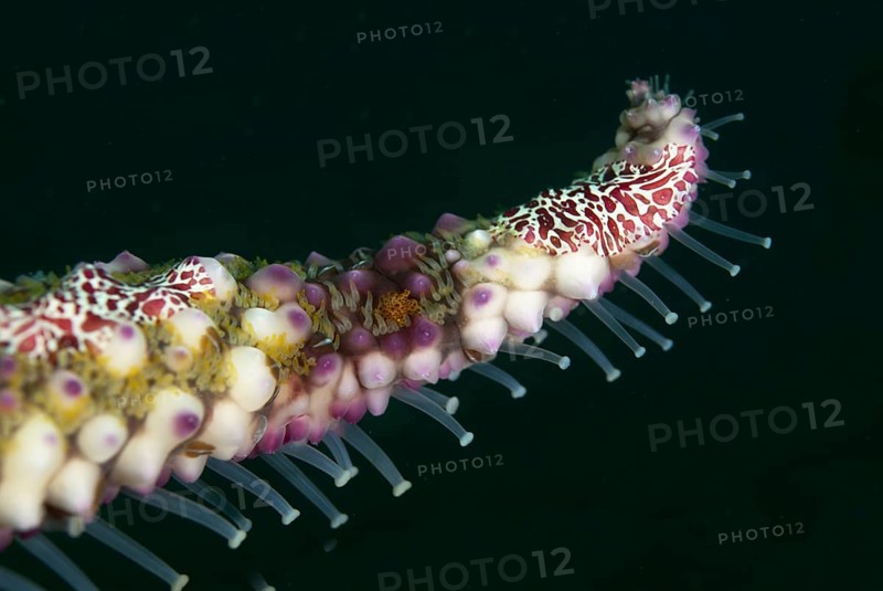 Warty sea star