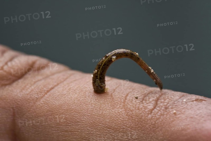 Leech