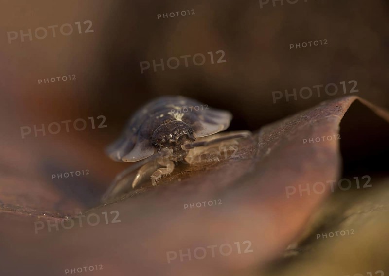 Common Woodlouse