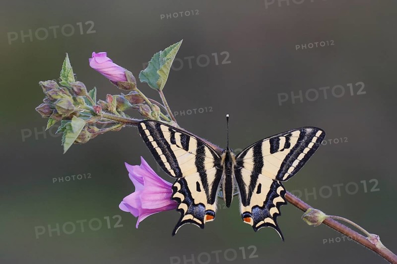 Swallowtail butterfly