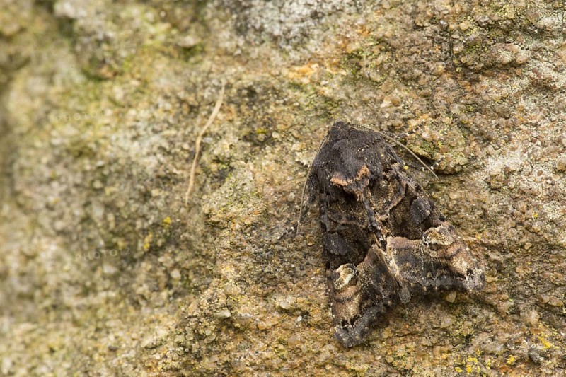 Yellow Spotted Woodland Owl