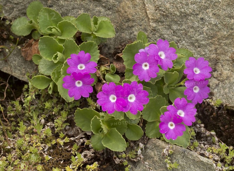 Hairy Primrose