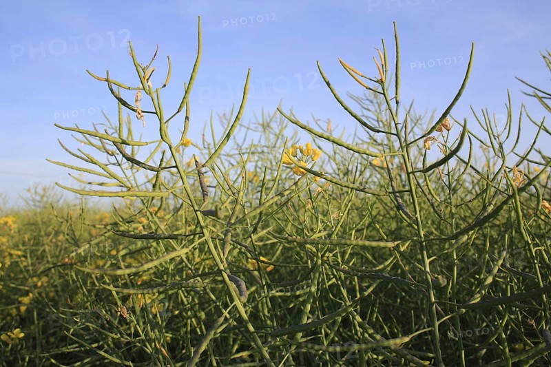 Oilseed Rape