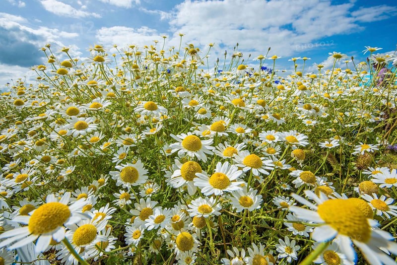 Ox-eye Daisy