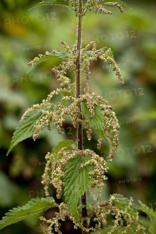 Stinging Nettle