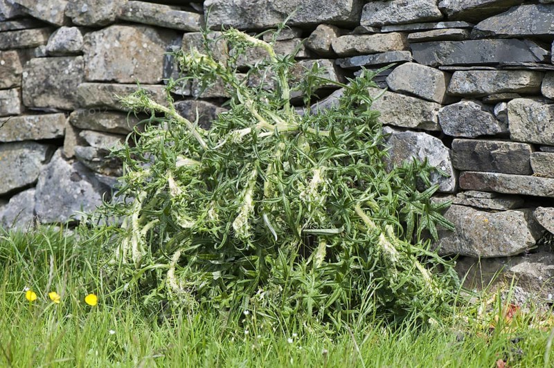 Spear Thistle