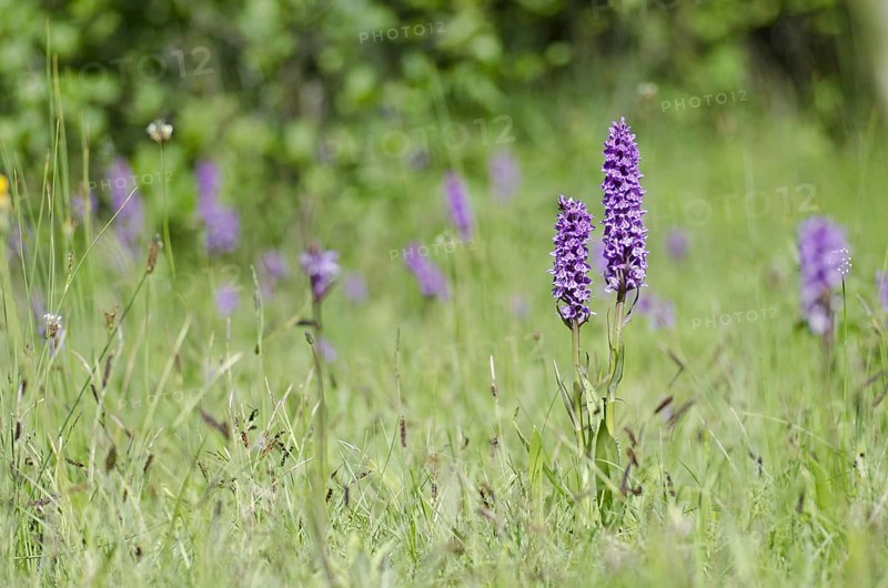 Flower of the Southern southern marsh orchid