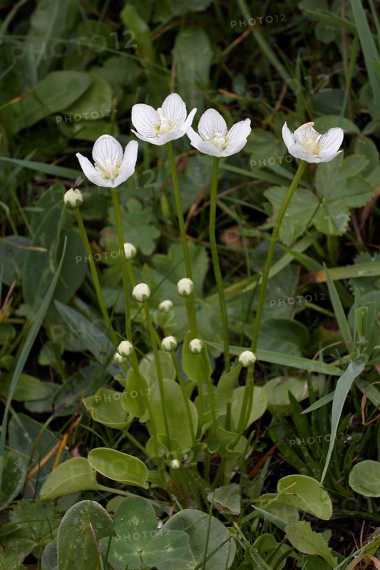 Marsh heartleaf