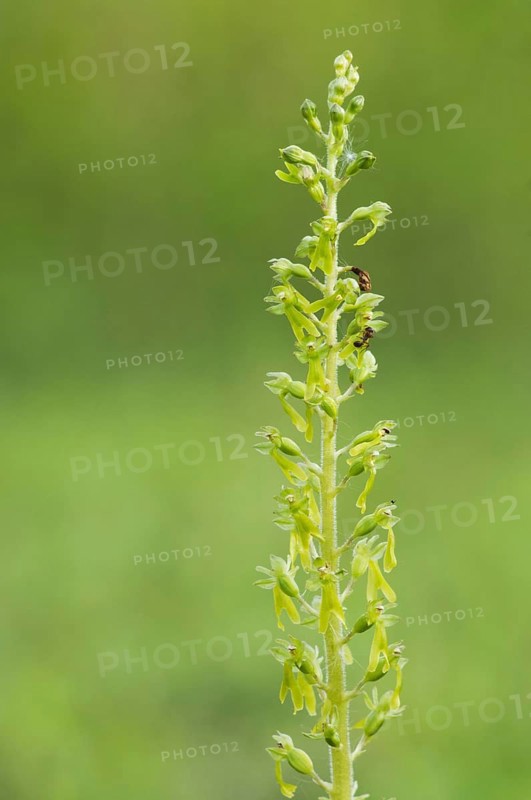 Common common twayblade