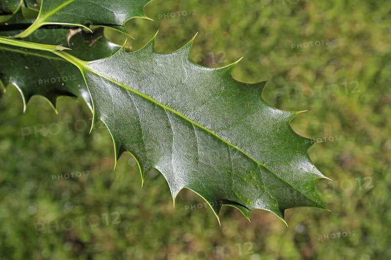 European Holly