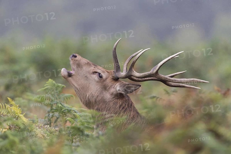 Red Deer