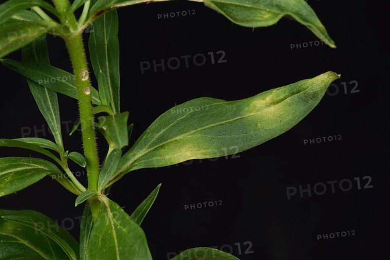 or snapdragon
