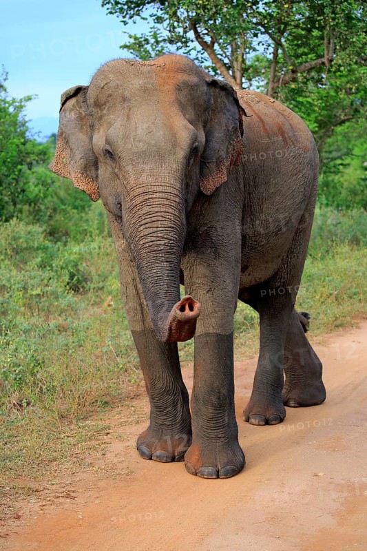 Sri lankan elephant