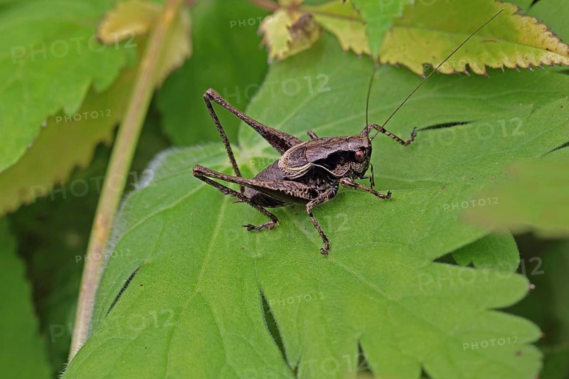 Common bush cricket