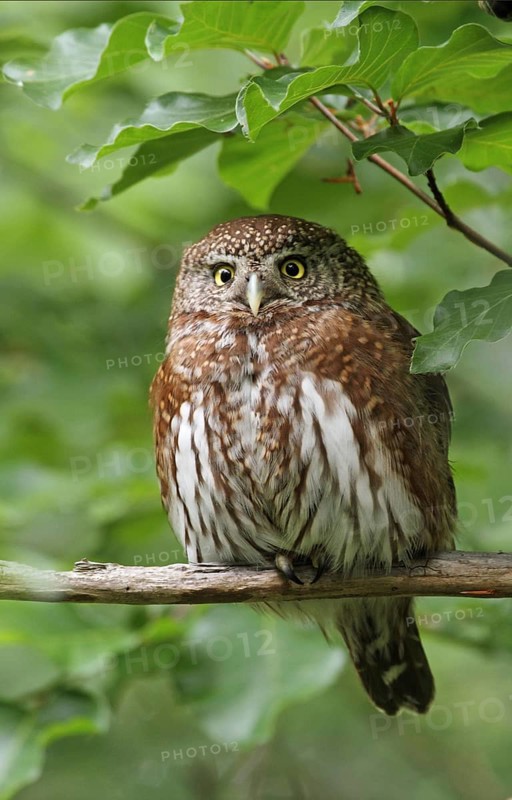 Pygmy Owl