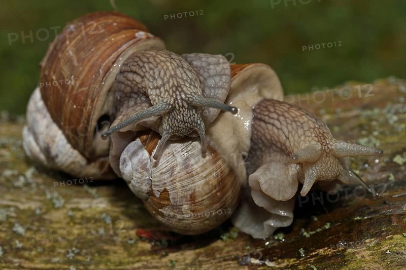 Roman snail