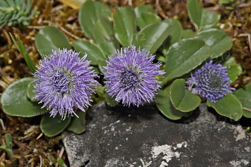 Common globe flower
