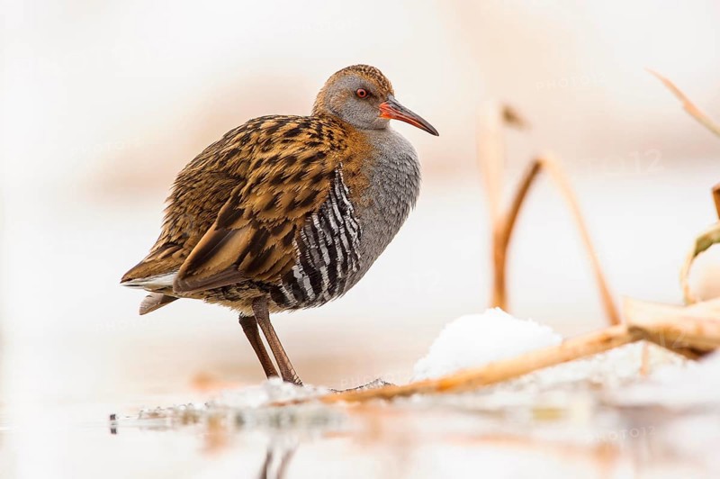 Water Rail