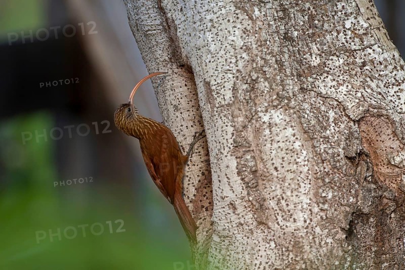 Red-backed Scythebill