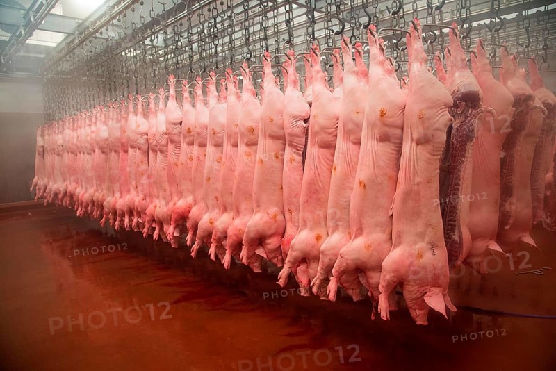 Pig carcases hanging in abattoir