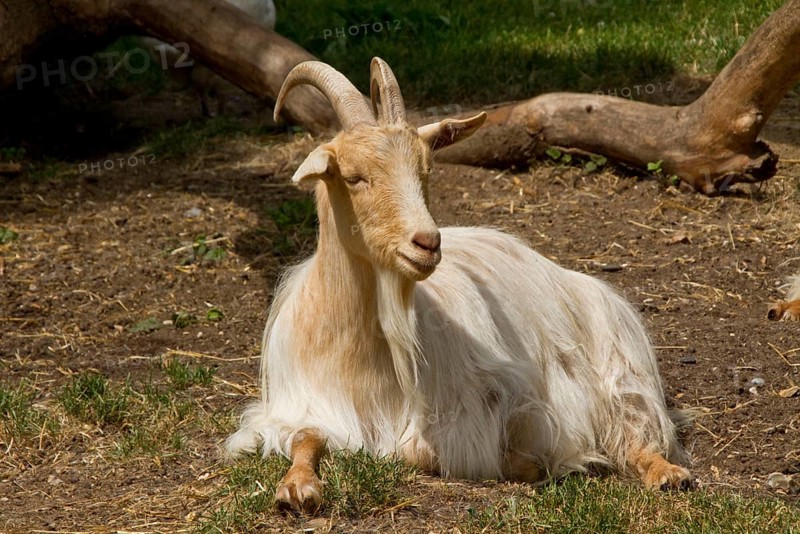 Golden Guernsey Goats