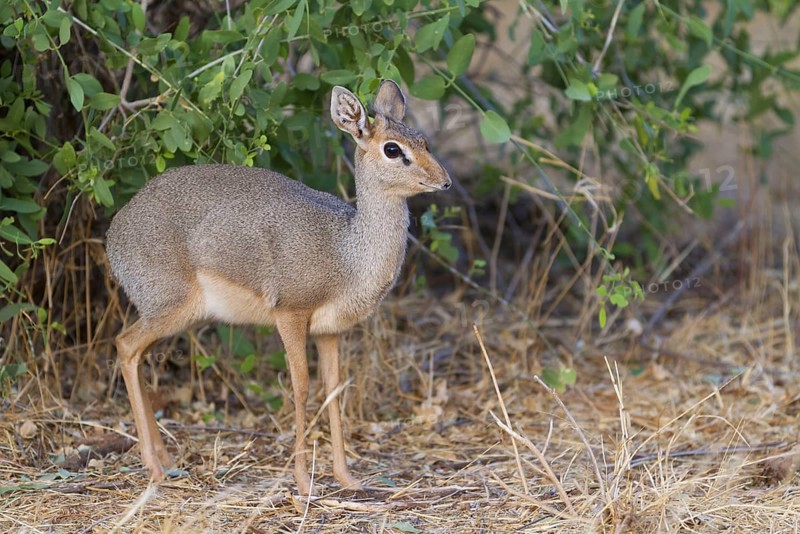 Guenther's dik-dik