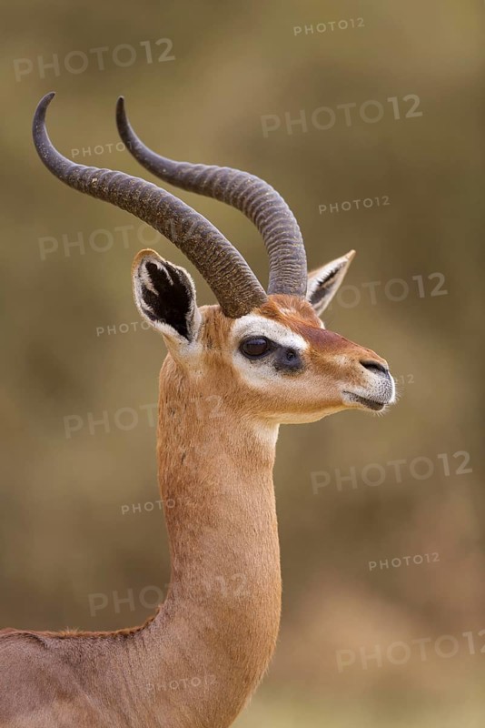 Gerenuk
