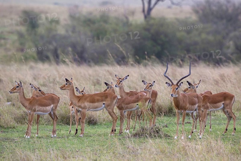 Impala
