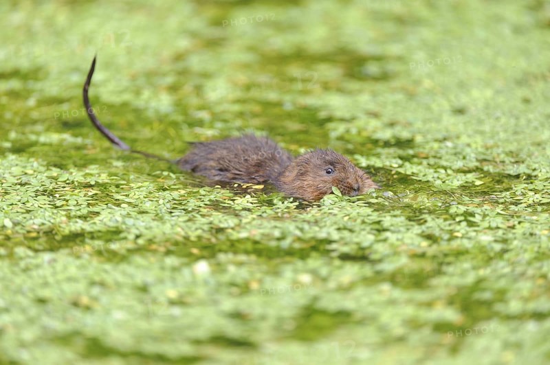 Eastern vole