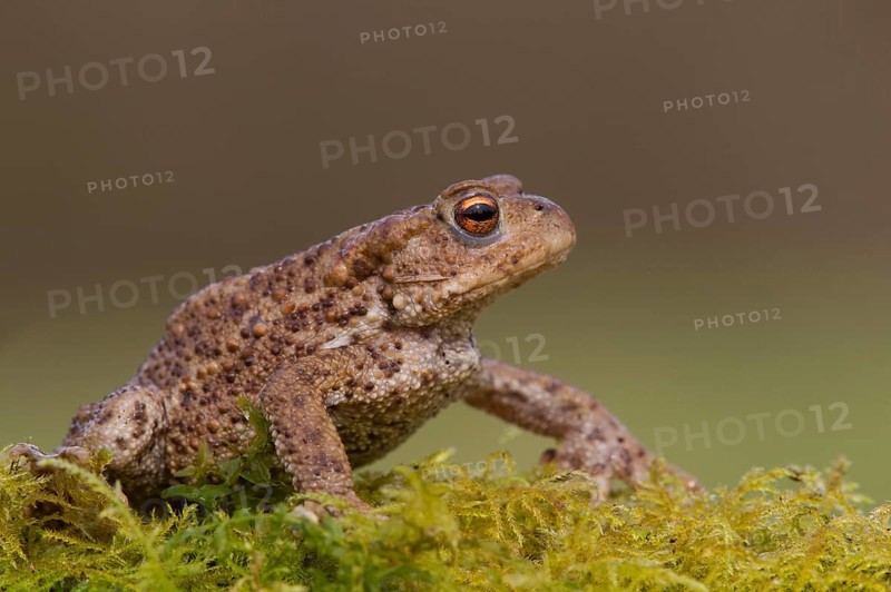 Common toad