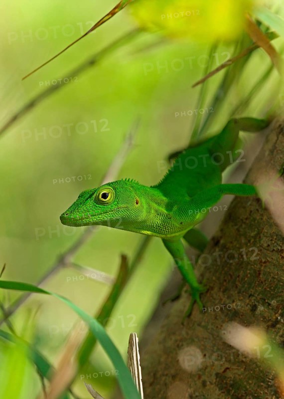 Jamaican Giant Anole