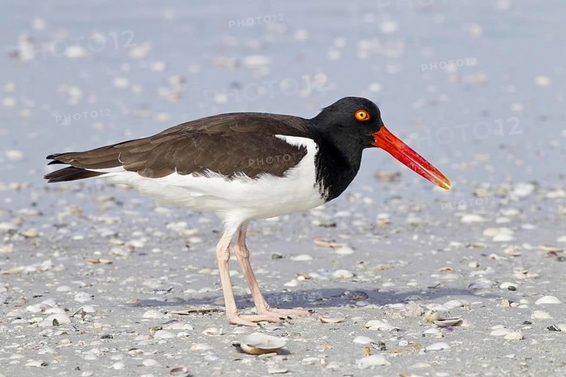 American oystercatcher
