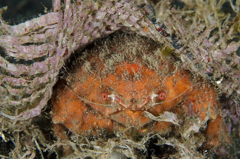 Sponge Crab