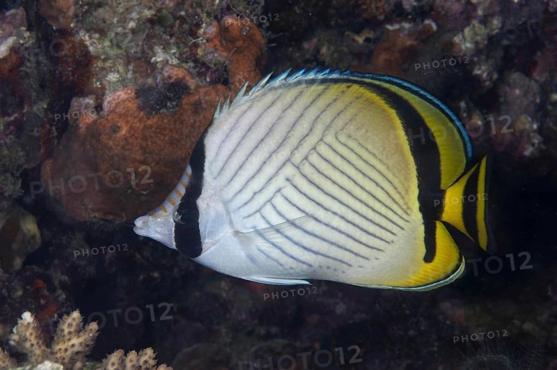 Adult vagabond butterflyfish