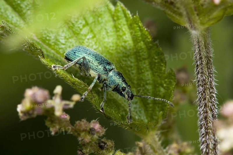Green Nettle Weevil