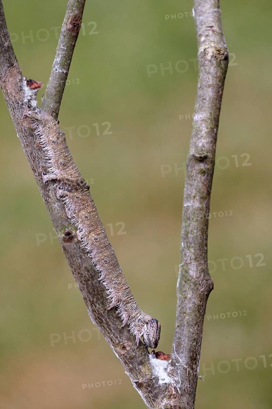 Clifden blue underwing