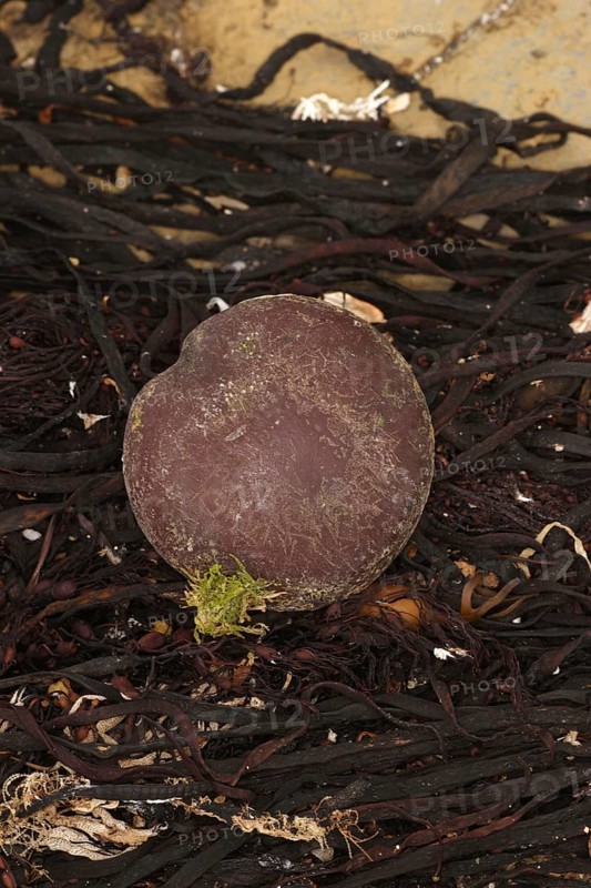 Sea Bean