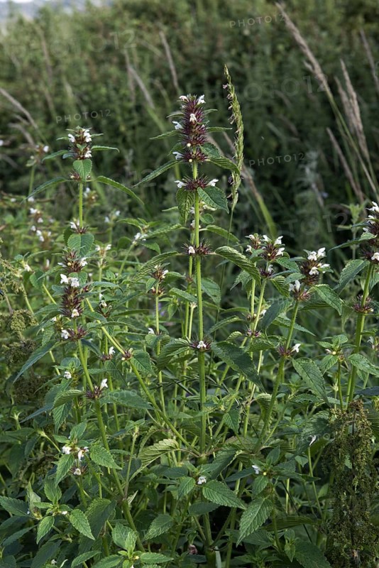 Common hemp-nettle