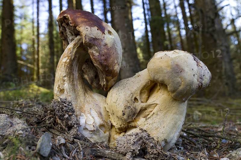 Bitter bitter bolete