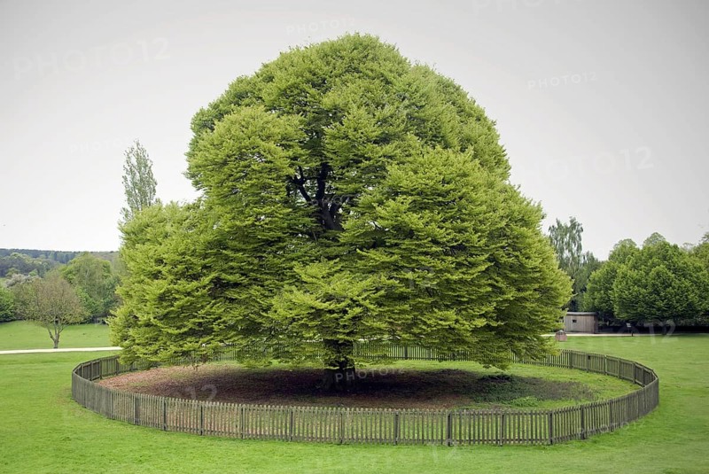 Fern-leafed Beech