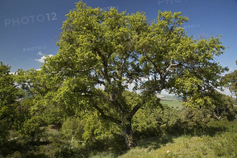 Habitus of Algerian oak