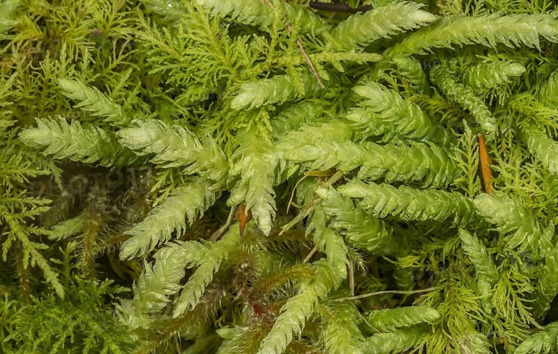 Bidentate cammkel moss