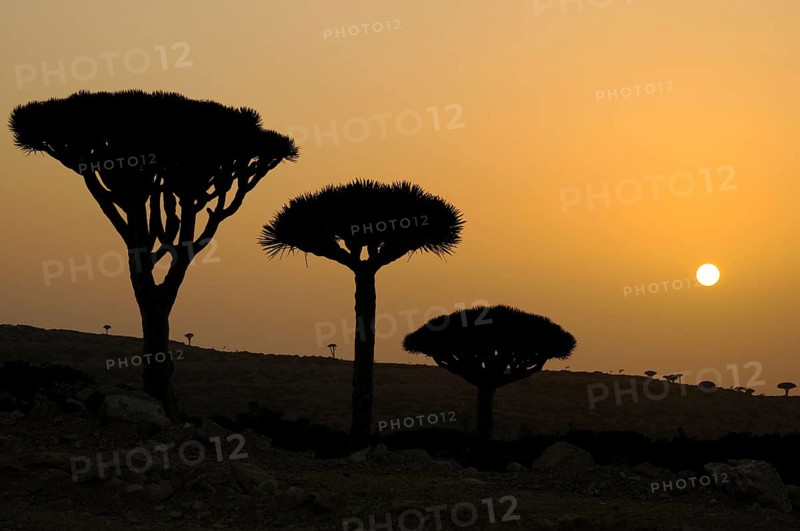 Dragon-blood Tree