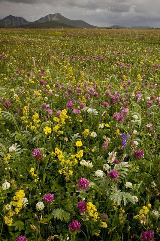 Machair habitat with red clover and lady's bedstraw