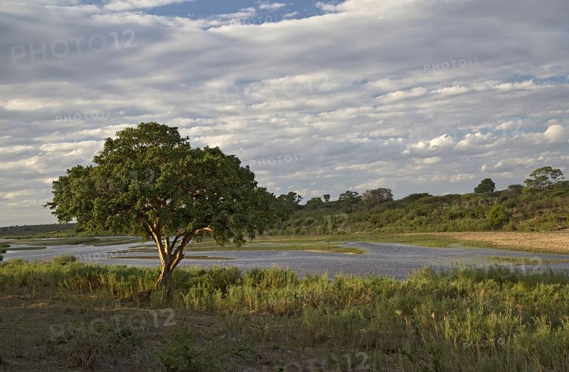 View of the river with Cape fig